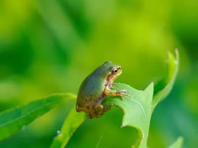 امرأة صينية تبتلع 8 ضفادع حية لعلاج آلام أسفل الظهر: قصة غريبة تنتهي بمأساة طبية